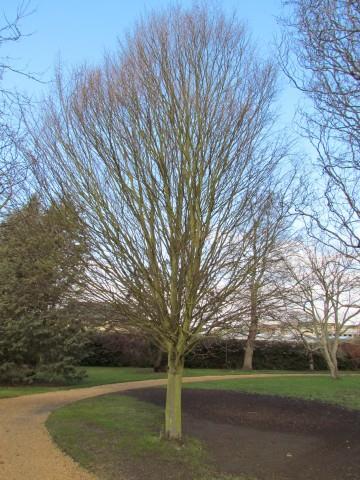 Carpinus