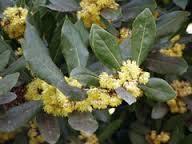 Laurus