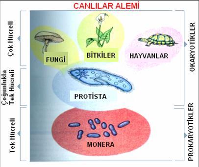 TOPRAK MİKROORGANİZMALARI Bakteriler Aktinomisetler Funguslar Algler Protozoalar