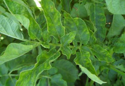 kaz ayağı (Chenopodium quinoa Wild ve C. amaranticolor Costa and Reyn), biber (Capsicum annuum), domates (Solanum lycopersicum) ve börülce (Vigna sinensis) test bitkileri kullanılmıştır.