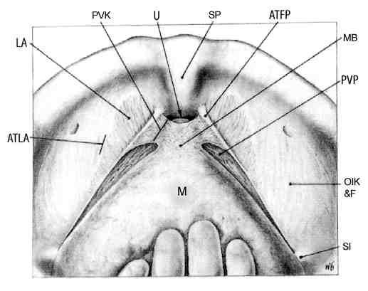 Şekil 3: Retzius aralığının kadavra diseksiyonundan yapılmış çizimi, Pubovezikal kas (PVK), mesane boynu (MB), arkus tendineus fasya pelvis (ATFP), arkus tendineus levator ani (ATLA), paraüretral