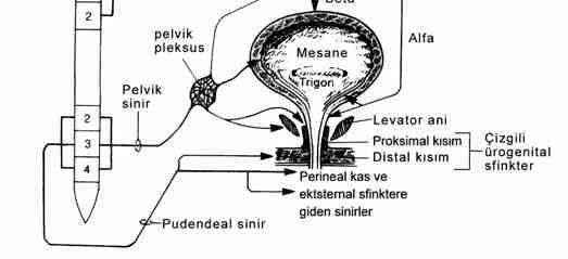 Şekil 9: Alt üriner sistemin periferik innervasyonu Detrusor kası, mesane boynu ve üretra, pelvik pleksusun dalları tarafından innerve edilmektedir (Şekil 9).