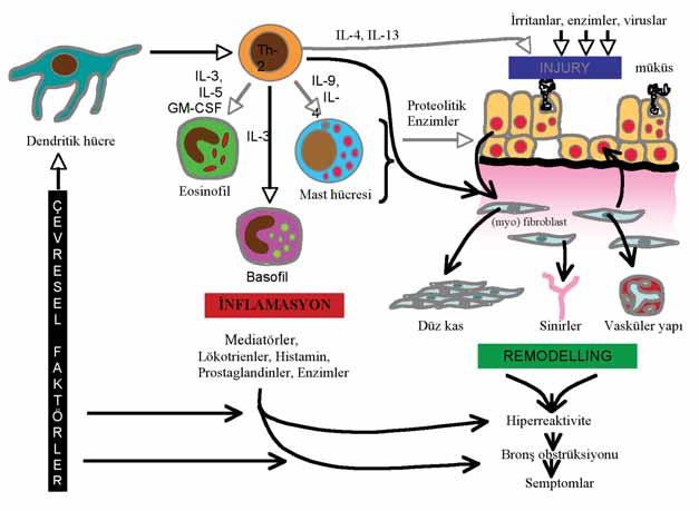 BÖLÜM 1.3 PATOGENEZ ANAHTAR NOKTALAR. Hava yolunun yapısal ve inflamatuar hücrelerinin katıldığı kronik inflamasyon ve bronş aşırı duyarlılığı, astımın temel özelliklerindendir.