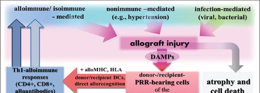 Allograft Disfonksiyonu Kronik