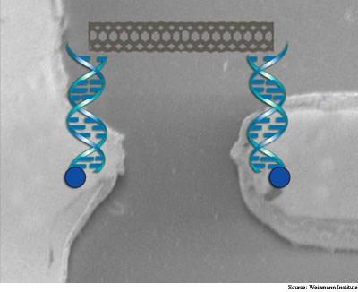 DNA lar ile Yapılan Nanotüp Tranzistör Silisyum üstünde altın elektrotlarına bağlanan DNA sarmalları.