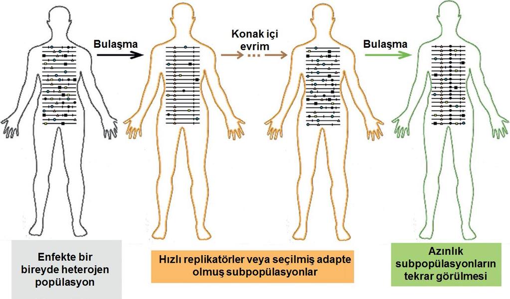 Evrim hızı konak içinde konaklar arasından