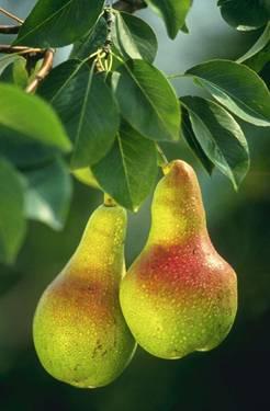 Meyve dökümlerinin önlenmesi (elma,