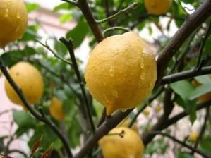 (Elma, armut, limon, mandarin, portakal) Meyve ve ağaç şeklinin