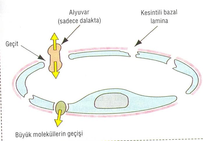 (internet ten alınmıştır) VENA LAR: Venalardaki kan basıncı arterlerdekilerin 1/10 u kadardır, bu nedenle duvarları daha incedir.