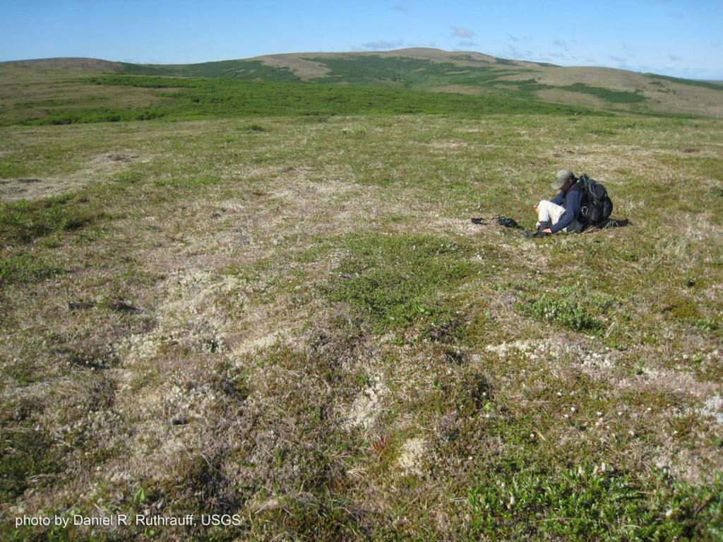 TUNDRA: KUZEYIN SOĞUK DÜZLÜKLERI Tundra vejetasyonunda karayosunları,
