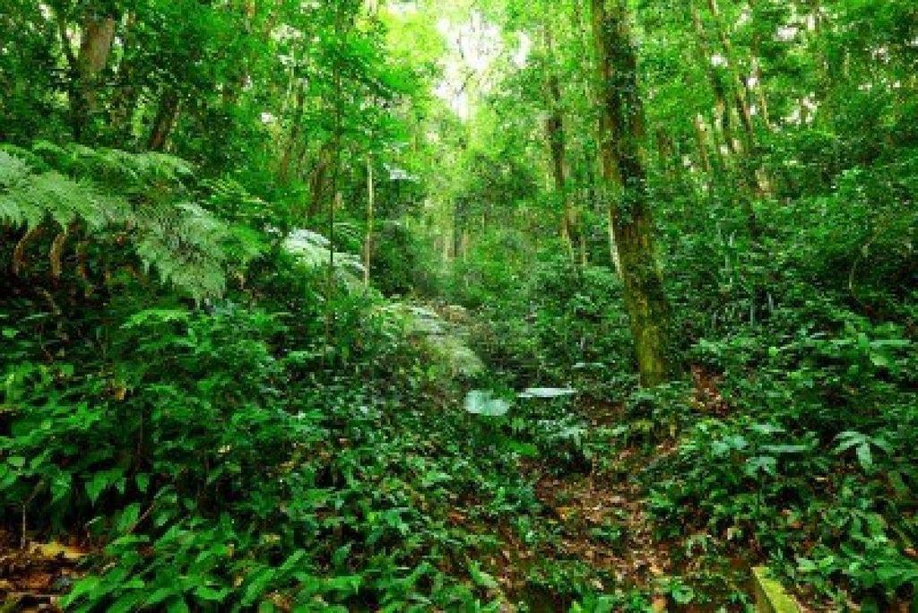 Tropik Yağmur Ormanları Yüksek dikey taç tabakalanmasına sahip