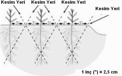 Kesim Yeri Kesim Yeri Kesim Yeri Kesim Yeri 1 Inç ( ) = 2,54 cm 1 inç ( ) = 2,54 cm Şekil 3.4. Eğik kök kesimi uygulaması (ANONYMOUS 1981 den).