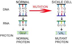 Hemoglobin S; β globin zincirinde nokta mutasyonu sonucu ortaya çıkar.