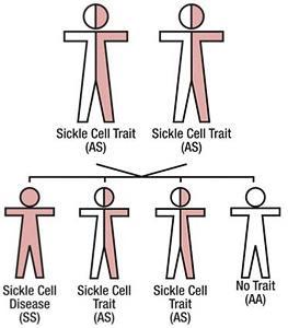 Hemoglobinopatilerin önlenmesi ; Talasemi programları kontrol