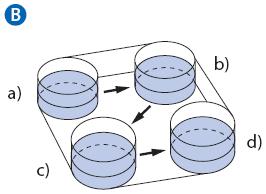 B. Multi-well. Yağ altında veya yağsız a) HYASE b d) G-MOPS /G-MOPS PLUS ya da G-GAMETE ; yıkama damlacıkları 4. Büyük çaplı bir pipet (Transfer Pipeti) kullanarak (Bkz.