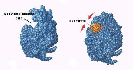 Enzimlerle katalize edilen tepkimeye katılan kimyasal moleküllere substrat adı verilir.
