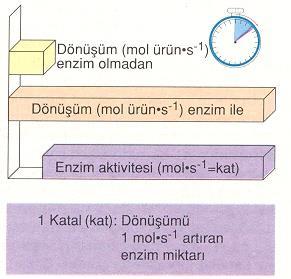 ENZİM KATALİZİ Canlı sistemler için reaksiyonların enzimatik katalizi esastır; biyolojik