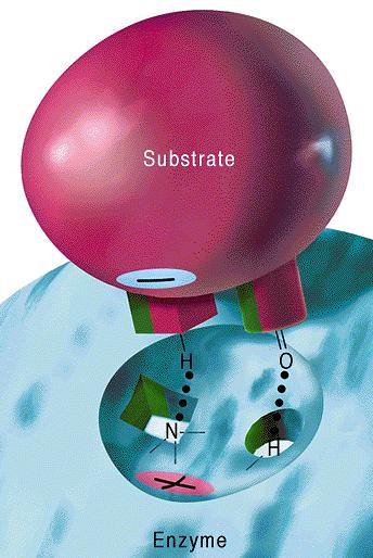 Aktif merkez için, enzim-substrat bağlanmasını açıklayan iki model ileri sürülmüştür: 1) Fisher in