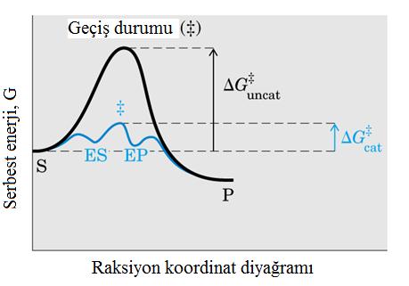 Enzimler reaksiyon dengelerini değiştirmezler.