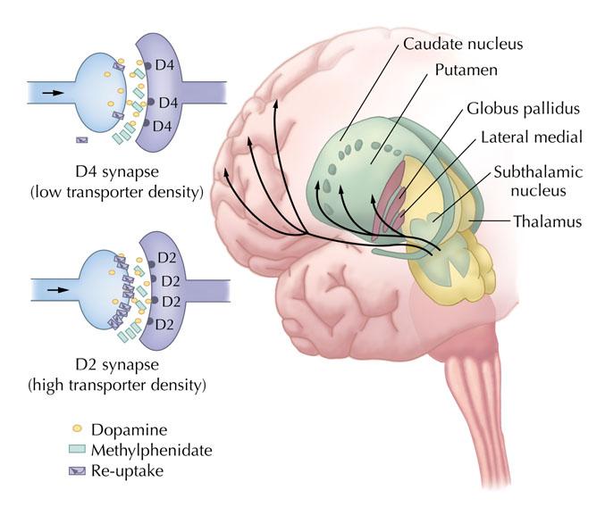 The nigrostriatal dopamine pathway