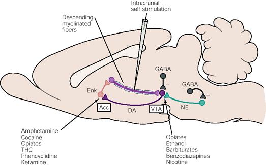 Figure 51-10 Brain-reward circuitry in the rat. Intracranial self-stimulation may act directly on descending myelinated fibers. Suspected sites of drug actions are shown in boxes.