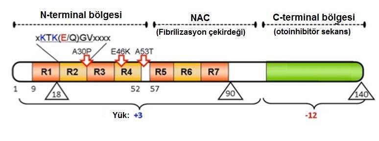 10 merkezlerde (örn; hareket ve dikkat kontrolü gibi) fonksiyon kaybına neden olduğu öne sürülmüştür (Fearnley 1997).