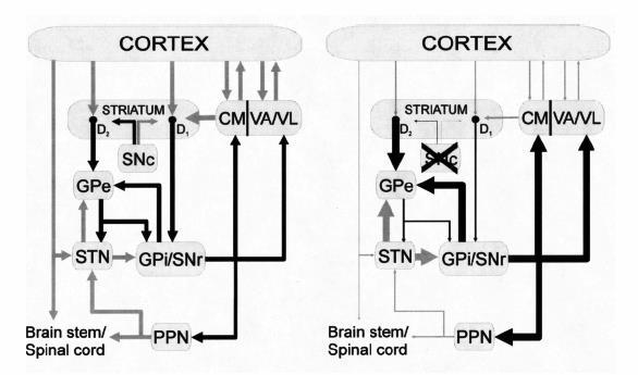 16 beyin korteksinin pek çok bölgesi özellikle sensori-motor ve prefrontal kortikal bölgeler striatuma projekte olur.