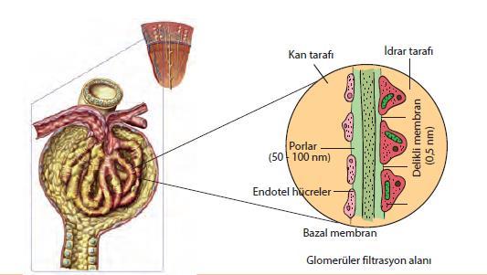 NEFRONUN YAPISI VE İŞLEVİ Her böbrek,kandan üre ile diğer artık maddelerin süzülmesini sağlayan ve nefron adı verilen yapı birimlerinden oluşmuştur. Her böbrekte yaklaşık bir milyon nefron bulunur.