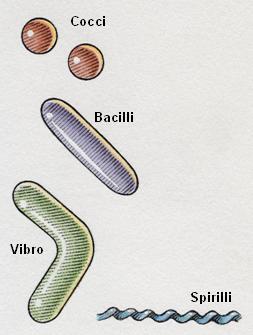 Bakteriler Tek hücreli