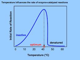 Enzimatik Bozulmalara Etki Eden Faktörler Sıcaklığın Etkisi: Bütün enzimler sıcağa karşı çok duyarlıdır.