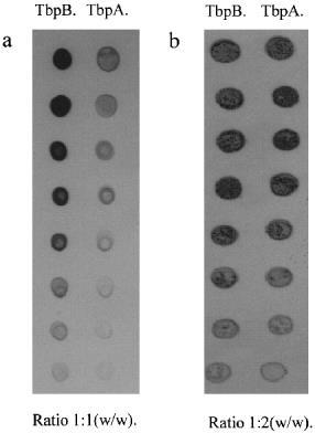 Dot/Slot Blotlama DNA /RNA nın elektroforez yapılamadan membrana damlatılması ve bu membranda sabitlendikten sonra özgül dizilimlerinin belirlenmesi Klinik materyalden DNA izolasyonu, İki ya da beş