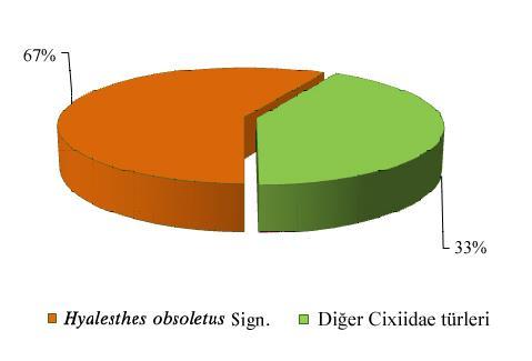 Euscelinae (1) altfamilyalarına ait 9 tribuse bağlı 15 tür tespit edilmiştir. Cixiidae Tablo 1 familyasından ise tür düzeyinde sadece Hyalestes obsoletus Sign. belirlenmiştir (Tablo 1). 3.2.