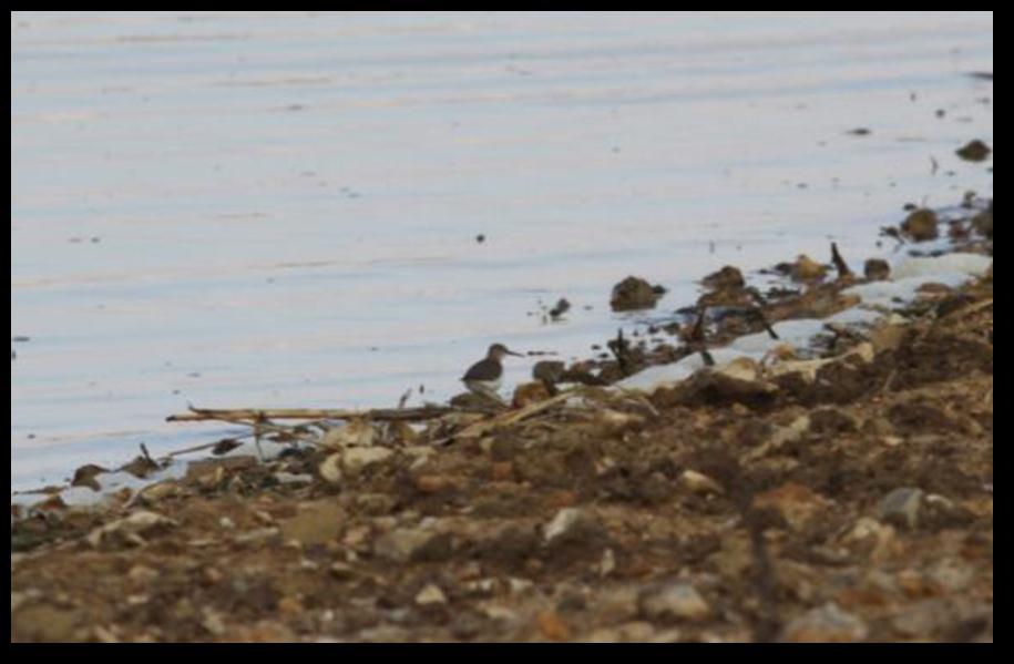 Büyük akbalıkçıl (Ardea alba)