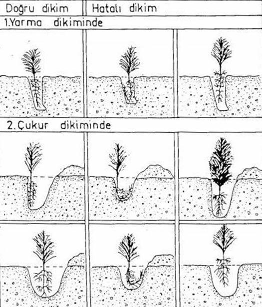 Çukur Dikim Tekniği Hatalı dikim; bitki materyalinin zarar görmesi sonucu ölmesine ya da yavaģ büyümesine ve bunun sonucunda onarım çalıģmasının baģarısının düģmesine neden olacaktır.