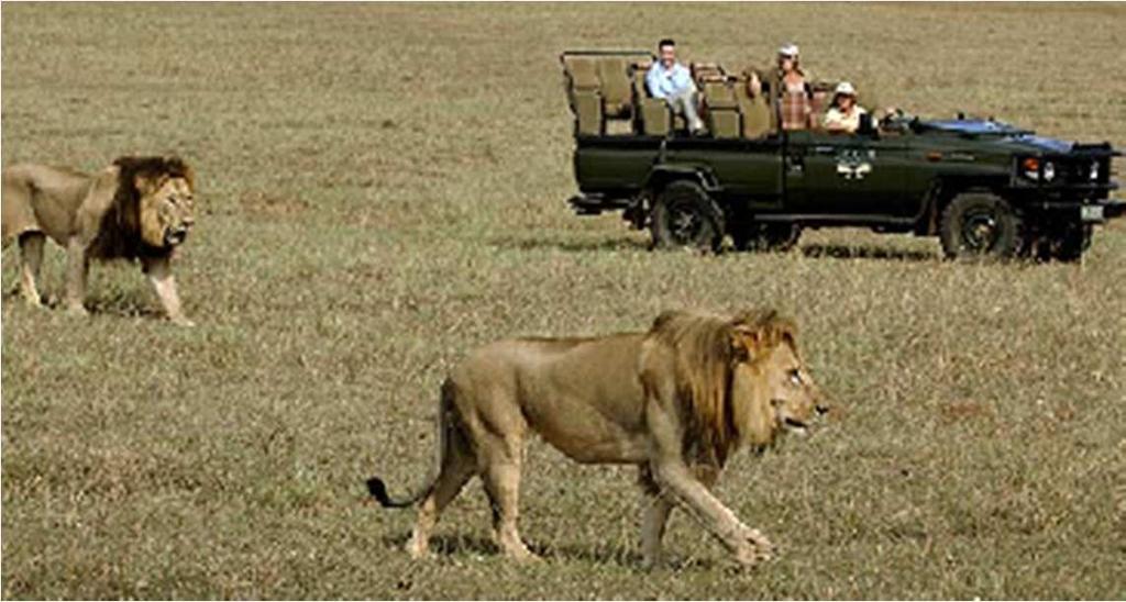 (Cape Town merkezin 42 km güneyinde) Safari Cape Town sanılanın aksine safari için uygun bir bölge kesinlikle değil.