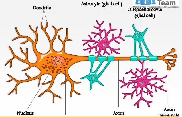 GLİA (NÖROGLİA) Nöronlar arasında bulunan sinir doku hücreleridir. Sinir hücrelerini sararak korurlar, beslerler, onarımlarını sağlarlar ve oksijen sağlayarak solunumlarına yardımcı olurlar.