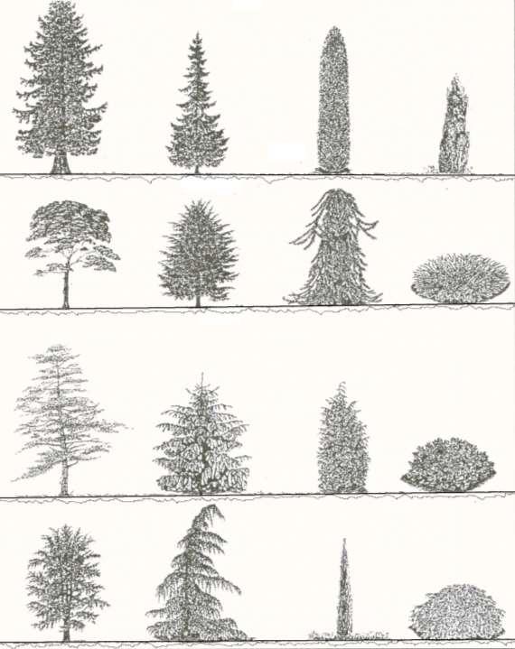 Bitkilerin şekilsel görünümleri proje çalışmalarında önemli olup taç, boy ve dallanma gibi form özelliklerinin max. seviyeleri iyi bilinmeli ve buna göre uygun yerlerde kullanılmaları gereklidir. Örn.