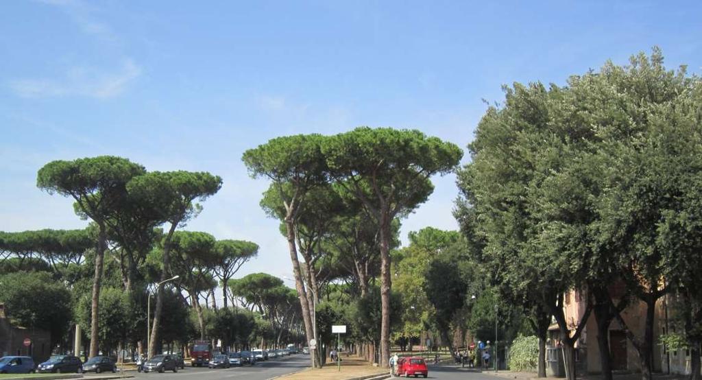 İtalya nın birçok kentinde kent içi bitkilendirmelerde fıstıkçamı,