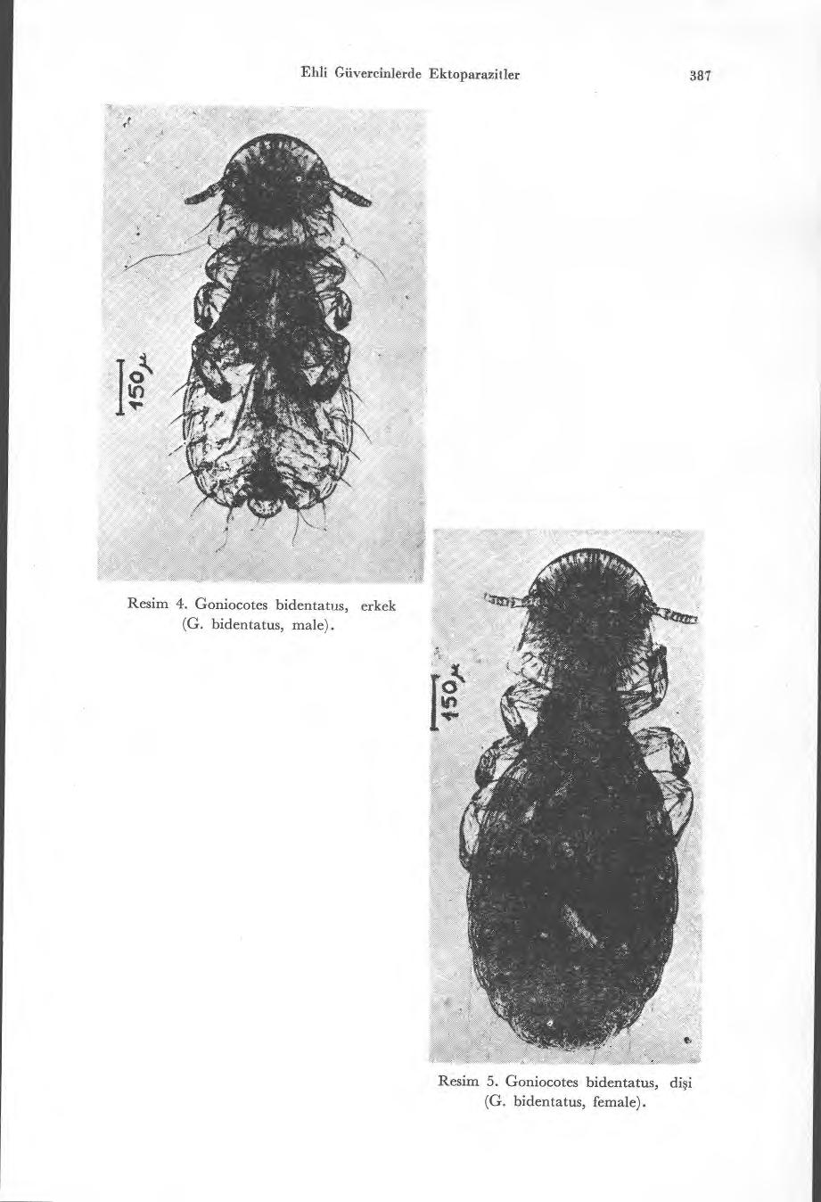 Dili Güvercinlerde Ektoparazitler 387 Resim 4. Goniocotes bidentatus, erkek (G.