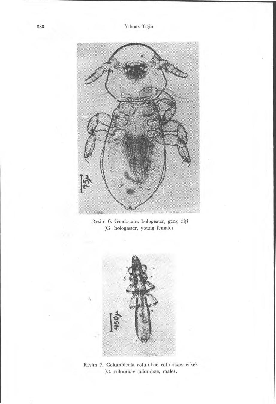 388 Yılmaz Tiğin Resim 6. Goniocotes hologaster, genç di şi (G.