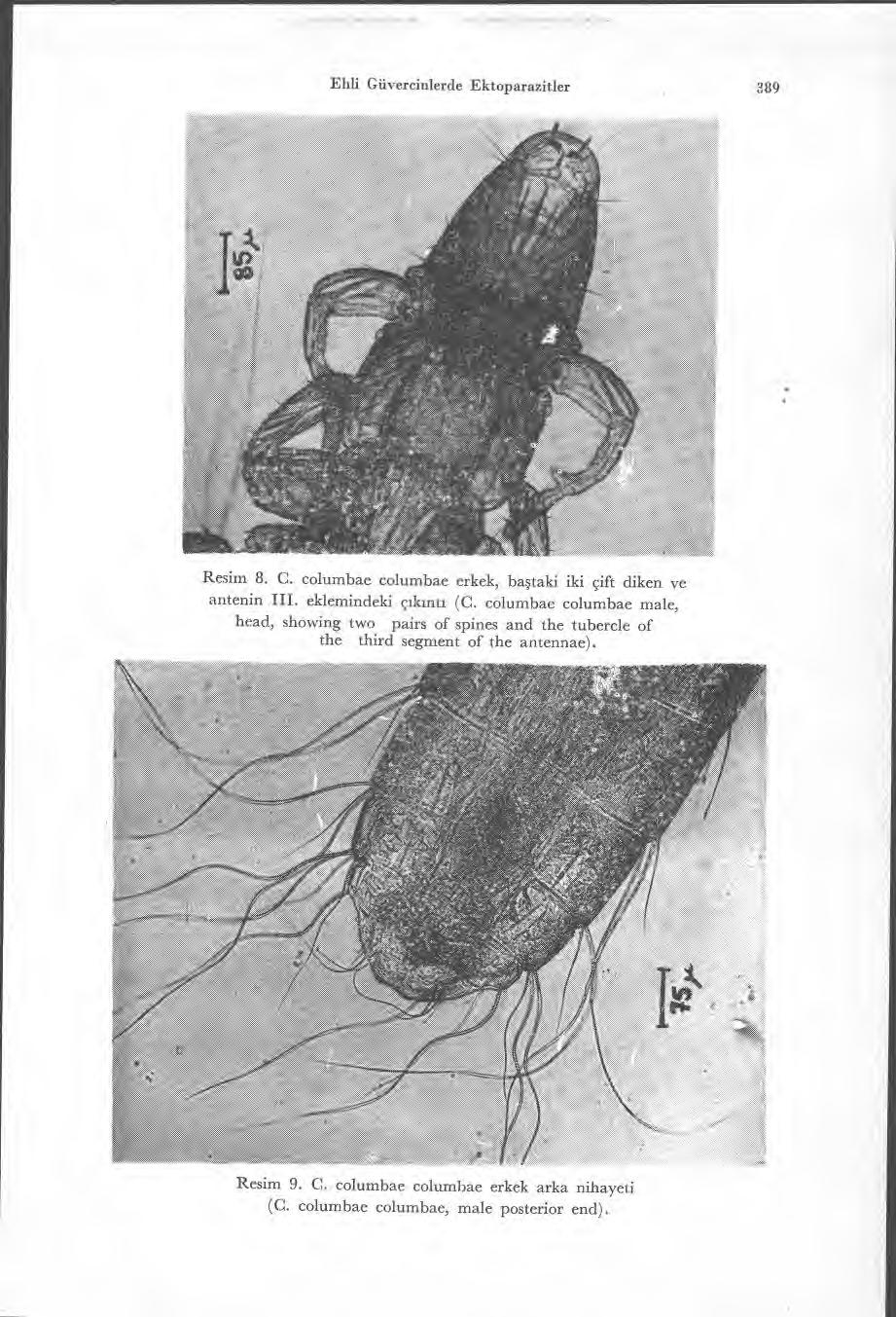 Ehli Güvereinlerde Ektoparazitler 389 Resim 8. C. columbae columbae erkek, ba ştaki iki çift diken ve antenin III. eklemindeki çtkinn (C.