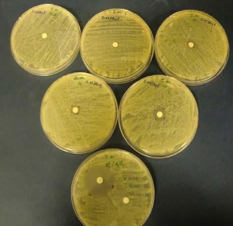 Escherichia coli ATCC 25922 Suşuna Etkisi Şekil