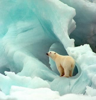 on sea ice