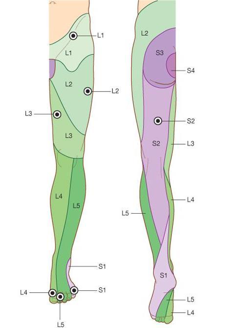 7 L5: Kalça, bacağın anterolateral kısmı, ayağın dorsal yüzü ve ayak 1. parmağında benzer semptomlar, topuk üzerinde yürümede güçlük, ayak bileği ve ayak parmaklarında ekstansiyon güçlüğü.