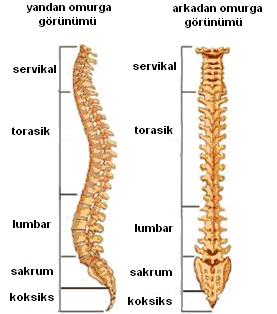 12 Şekil 2. Omurganın önden ve yandan görünüşü Vertebral anatomi, omurganın seviyesine bağlı olarak farklılık gösterir. Atlas ve aksisin anatomileri atipiktir.