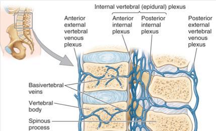 16 Yağ: Epidural boşluğun, öngörülebilir bir paternde, spinal kanal boyunca dağılım gösteren bol miktarda epidural yağ içerdiği bilinmektedir.