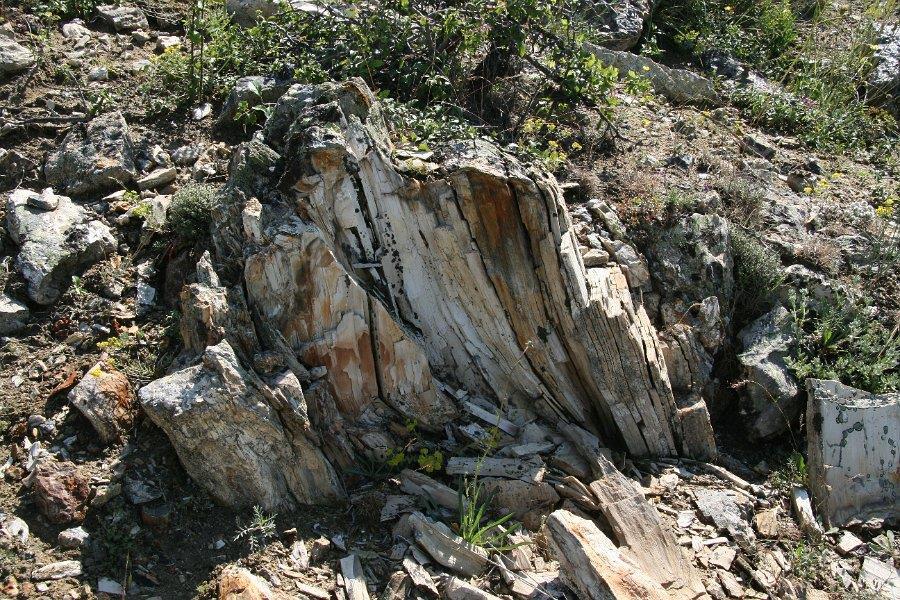 Şekil 17 :Kızılcahamam Güven Fosil