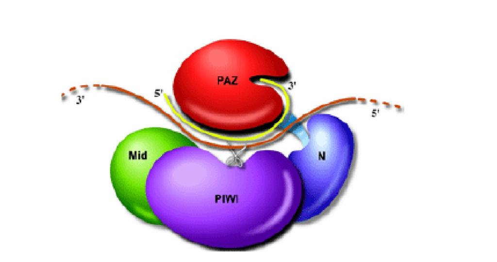 Dicer enziminin sahip olduğu PAZ domaininin çift zincirli RNA ların enzime bağlanmasını [76], RNAz III domaininin ise çift zincirli RNA ların kesim aktivitesini katalizlediği düşünülmektedir [77]. 2.
