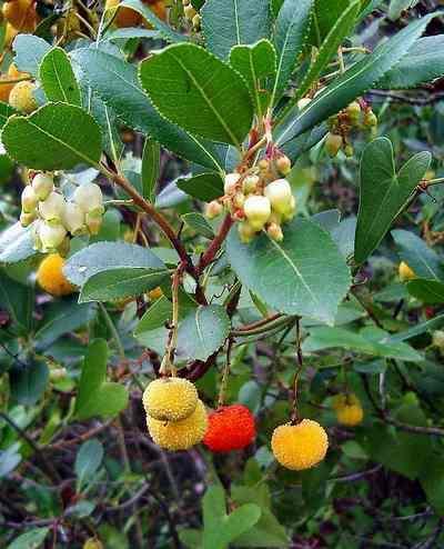 Arbutus sp.