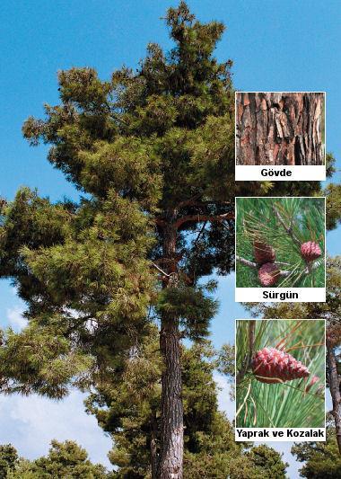 Pinus